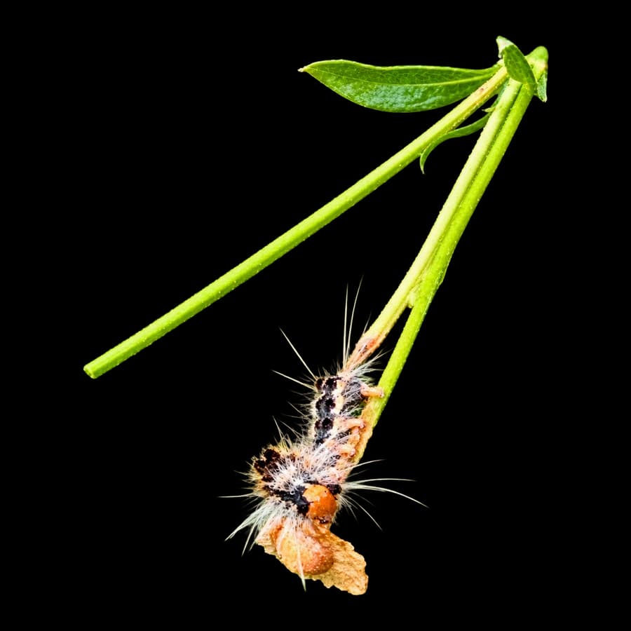 A small caterpillar hanging from a bright green stem, seen up close.