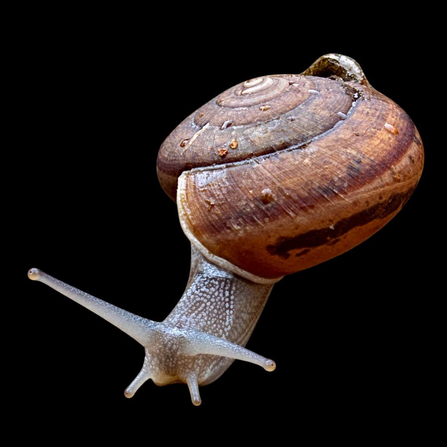 A snail with a rain-speckled brown shell and outstretched feelers.