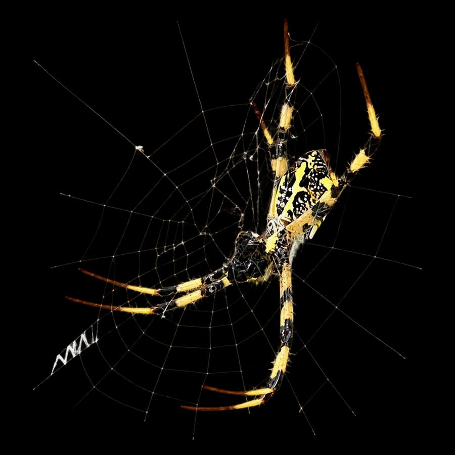 A yellow and black spider at the center of its fine web.