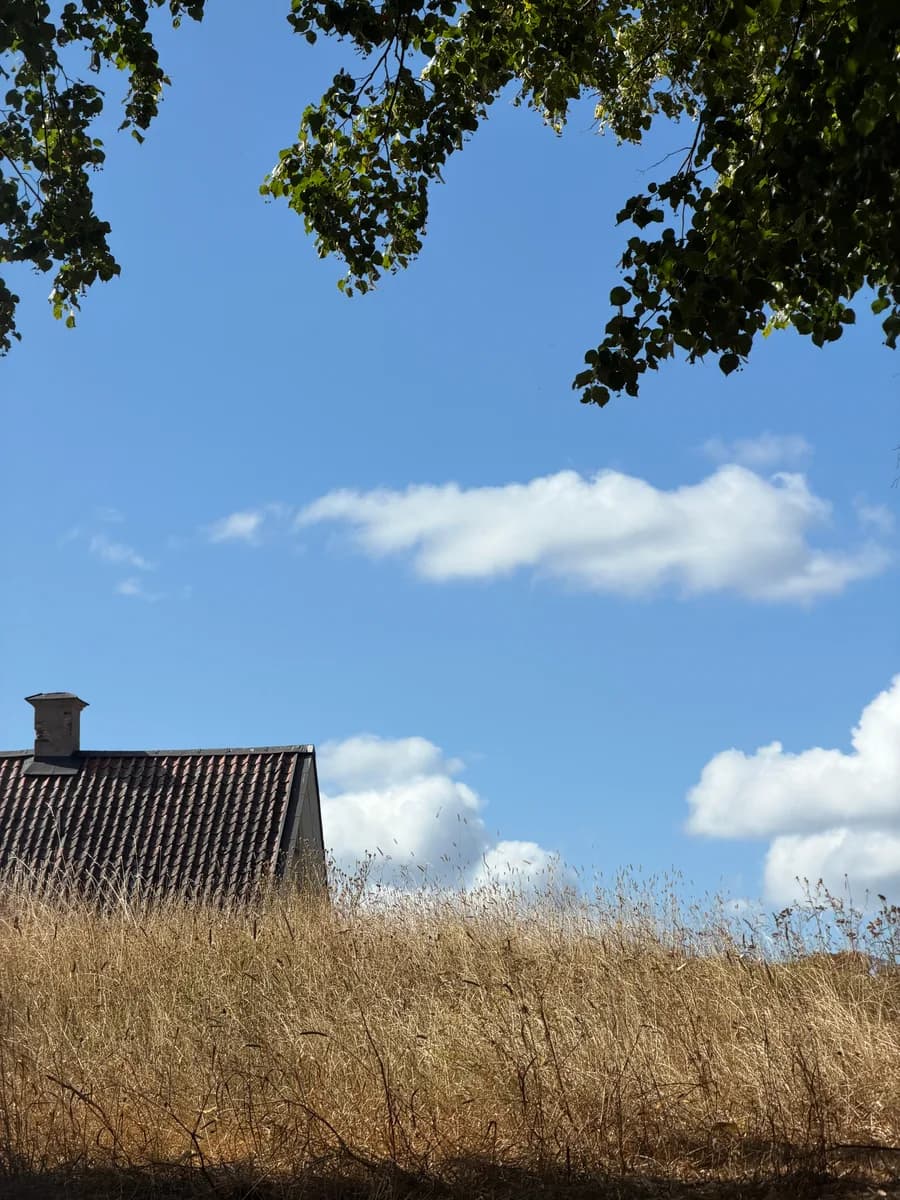Summer sky above a meadow and leafy trees.