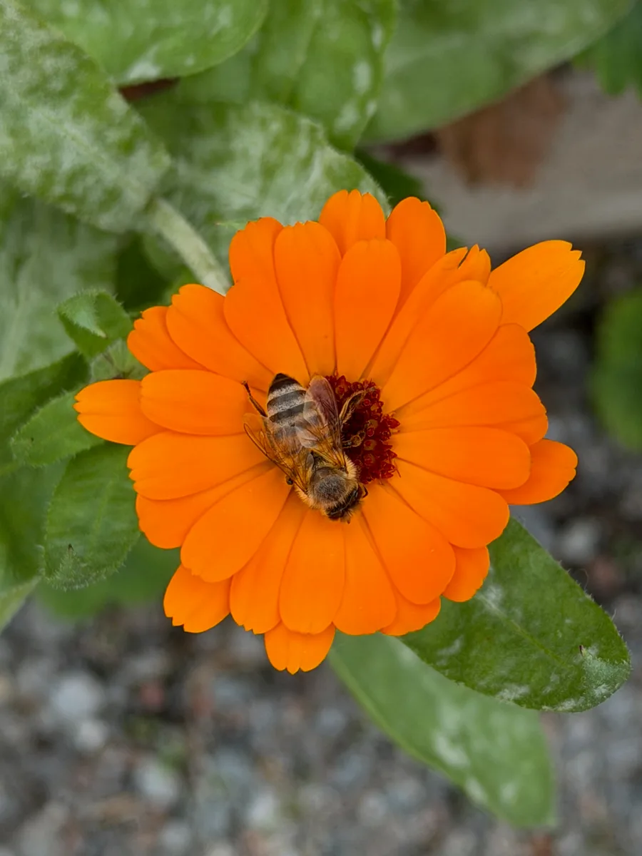A bee resting on an orange flower.