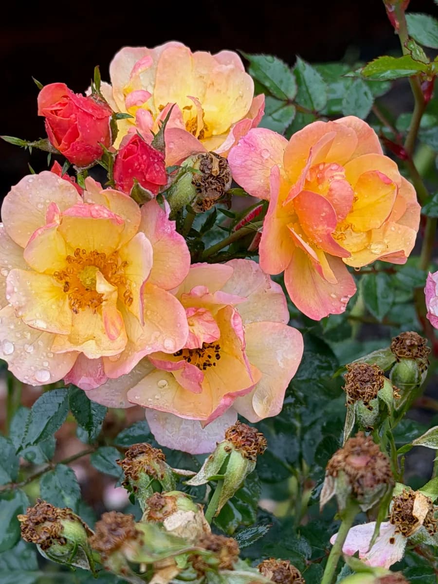 Peach and yellow roses in bloom.