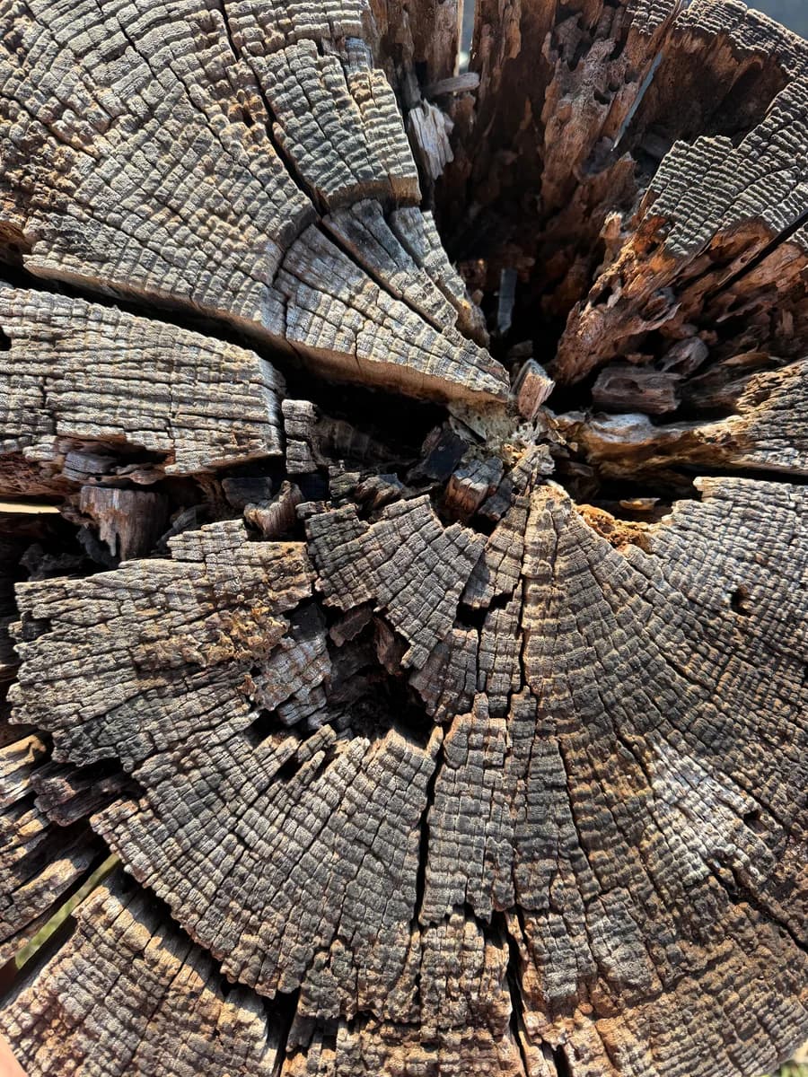 The weathered tree rings and their radiating cracks.